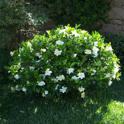 Frost proof gardenia flowering in a backyard landscape