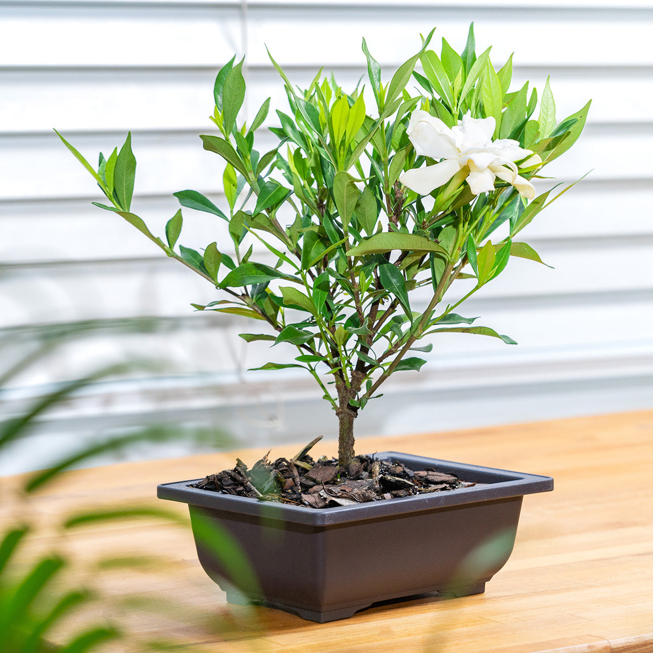 bonsai gardenia tree care Frost Proof Gardenia Bonsai Tree