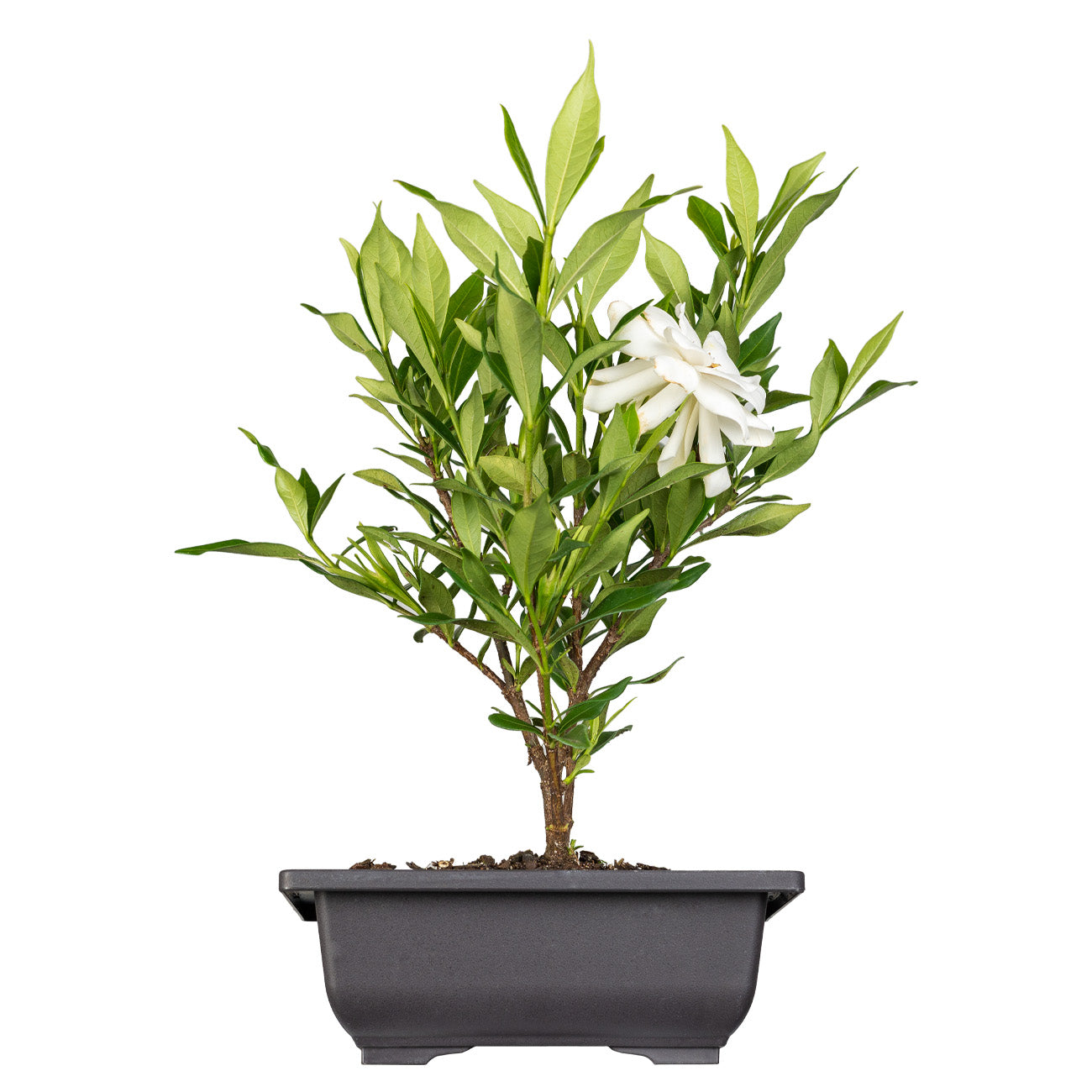 Shop Frost Proof Gardenia Bonsai Tree for Sale Perfect Plants