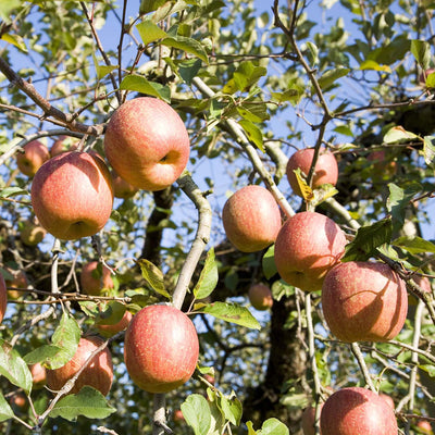 Red Fuji Apple Tree