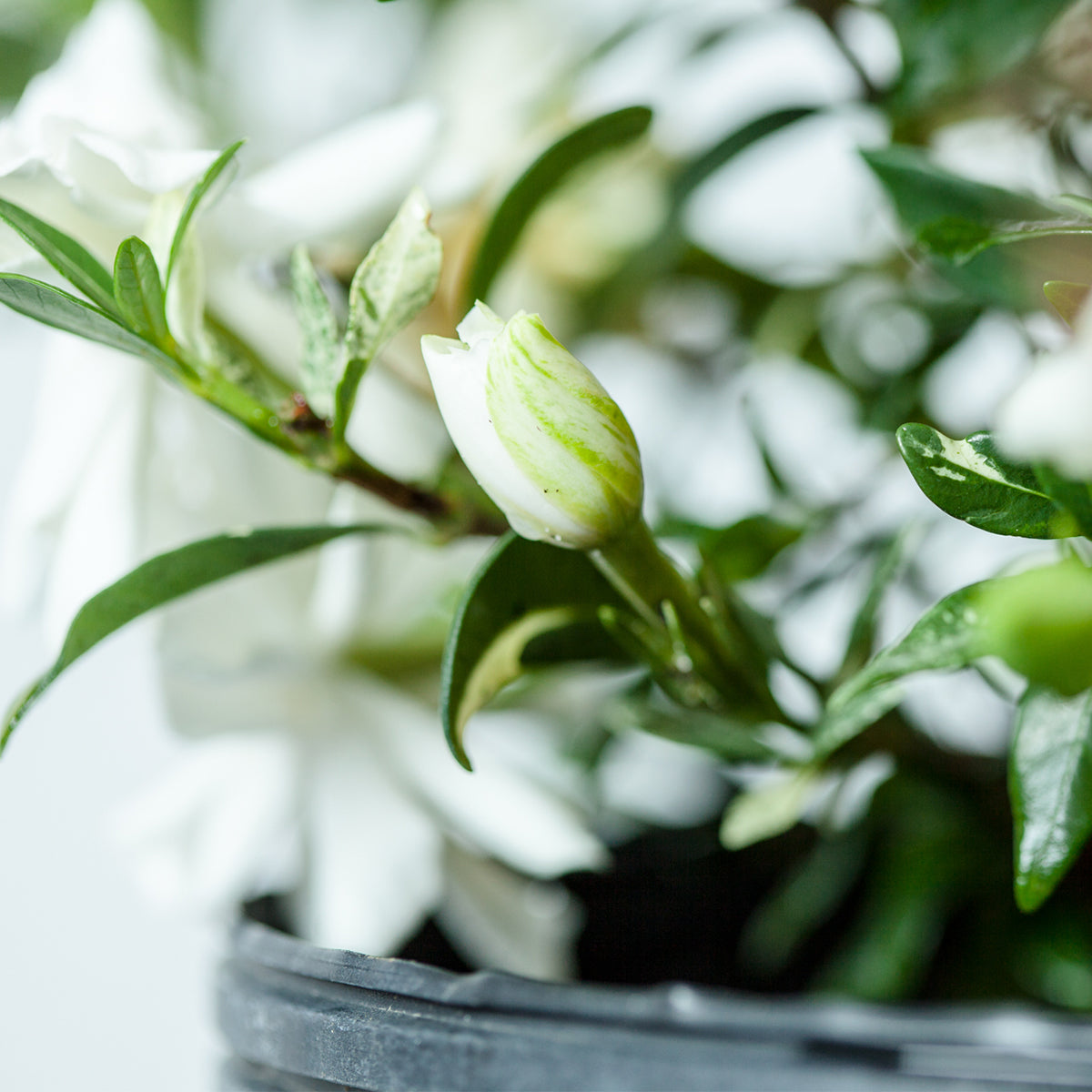 Dwarf Gardenia Radican Shrub for Sale | Perfect Plants