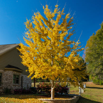 Ginkgo Tree