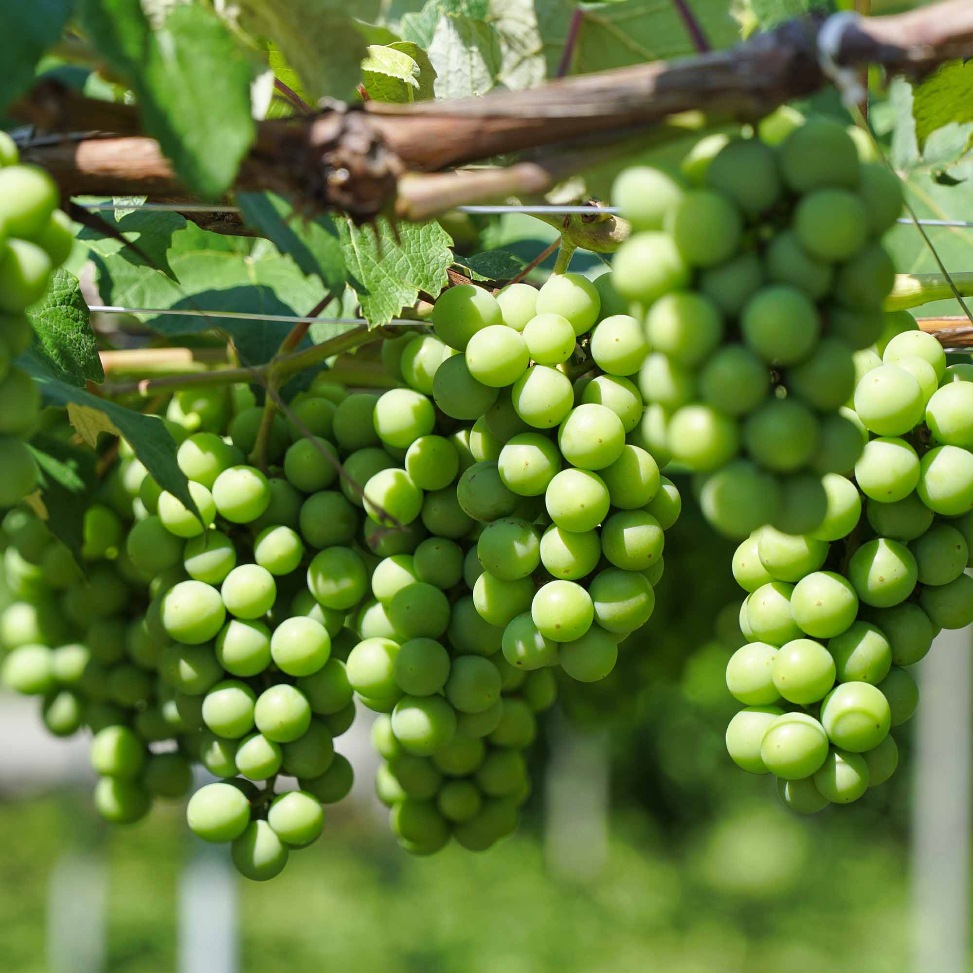 Niagara Grape Vine - 2 Gallon