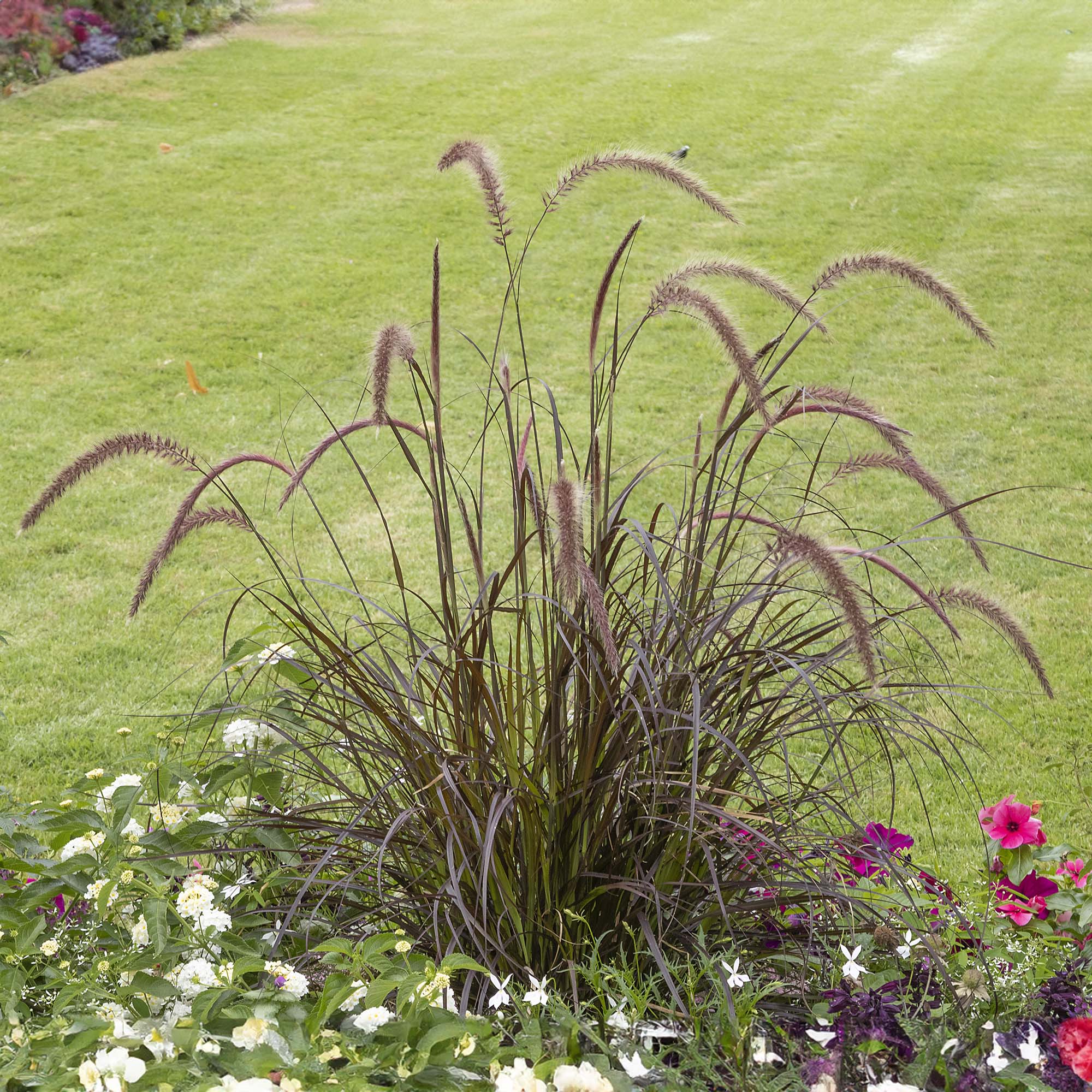 Buy Purple Fountain Grass for Sale | Ornamental Grass | Perfect Plants