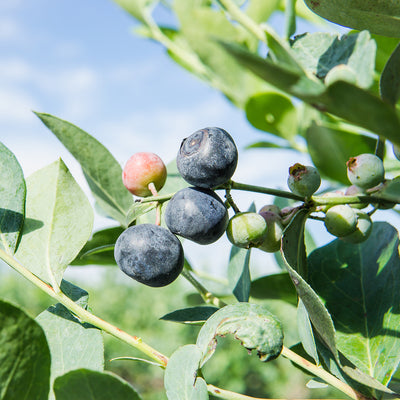 Climax Blueberry Bush