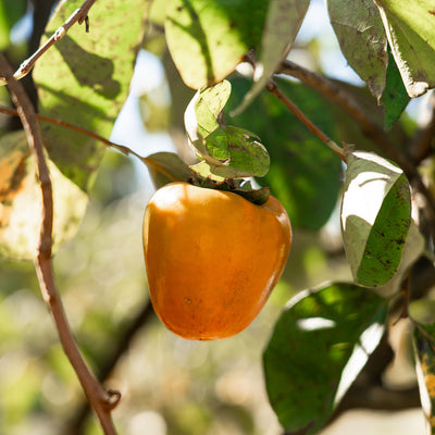 Hachiya Persimmon Tree