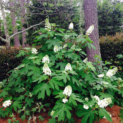 An Oakleaf Hydrangea shrub with large green leaves and white cone-shaped flower blooms in a front yard garden setting.