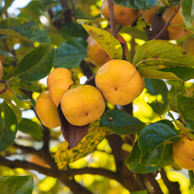 Ichi Ki Kei Jiro Persimmon Tree