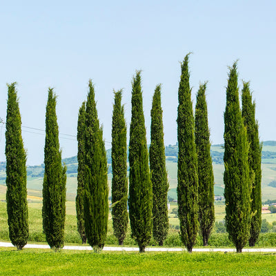 Italian Cypress evergreen privacy trees along street
