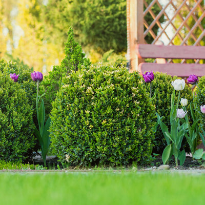 A well-manicured Japanese Boxwood shrub in a front yard garden, surrounded by green grass and with purple and white flowers in the foreground.