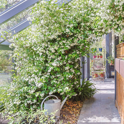 Floral archway of Star Jasmine in a garden setting with a watering can on the ground.