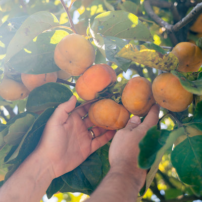 Jiro Persimmon tree for sale