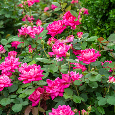 Pink Double Knock Out® Rose Bush