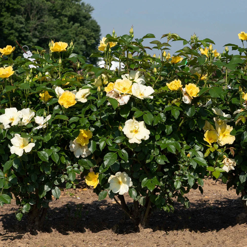 Buy Easy Bee-zy™ Knock Out® Rose Bush for Sale | Perfect Plants Buy Easy Bee-zy™ Knock Out® Rose Bush for Sale | Perfect Plants