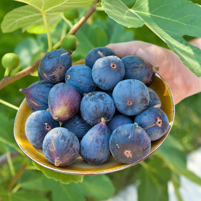 LSU Purple Fig Tree