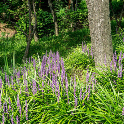 Liriope Super Blue Shrub