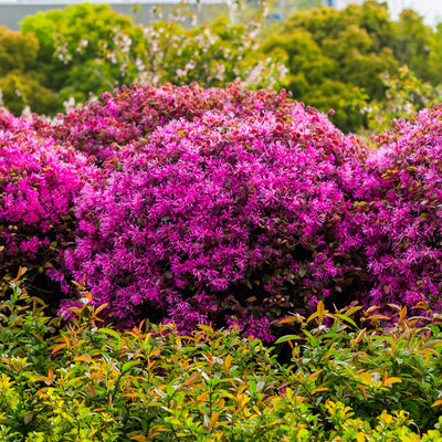 Zhuzhou Loropetalum with rich burgundy foliage and bright pink flowers in full bloom.