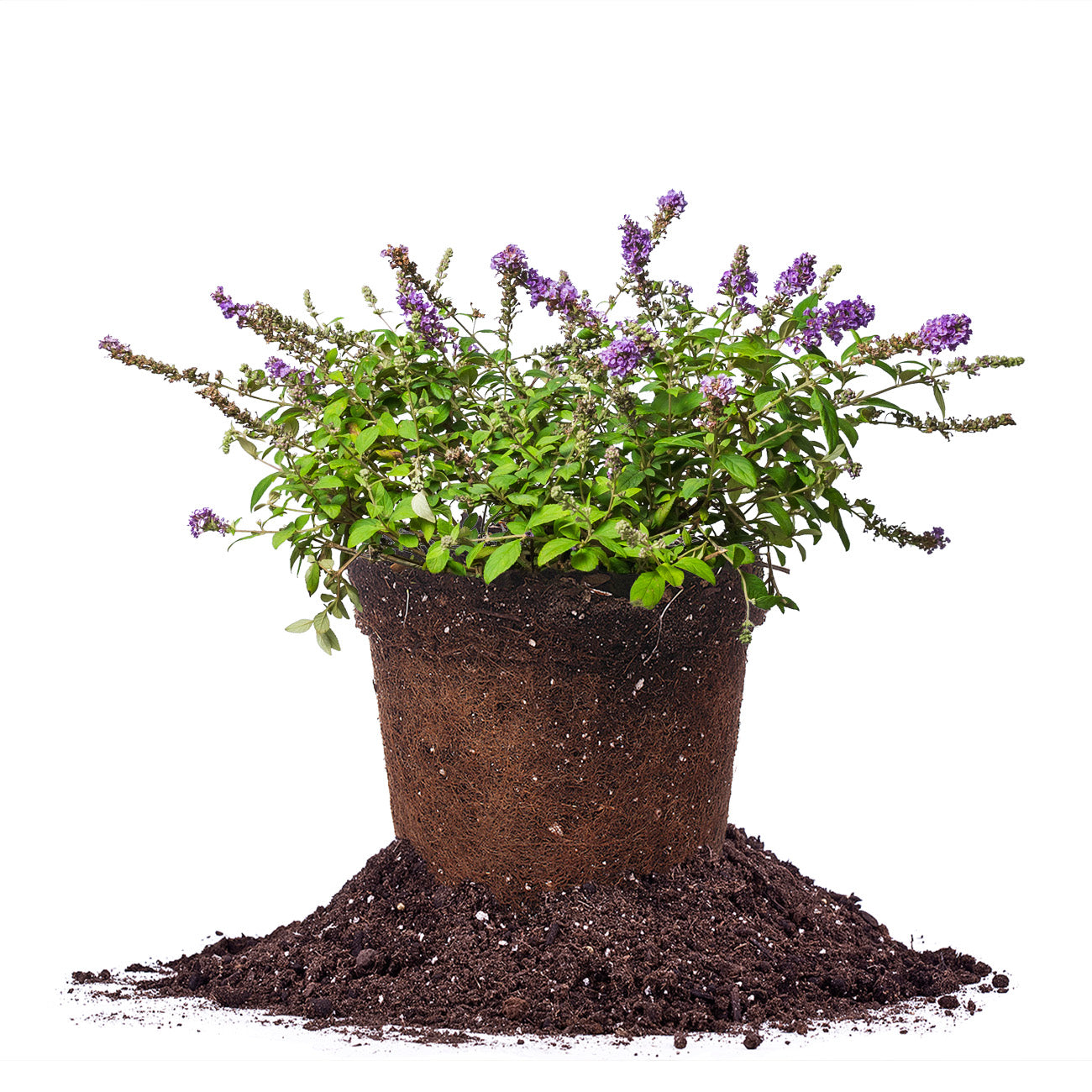Buy Blue Chip Lo and Behold® Butterfly Bush for Sale Perfect Plants