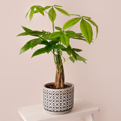 An indoor money tree, Pachira aquatica, with a twisted trunk growing in a black and grey clay pot and placed on top of a white side table indoors
