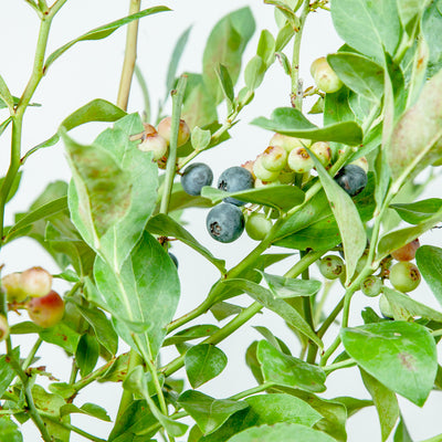 O' Neal Blueberry shrub producing sweet berries