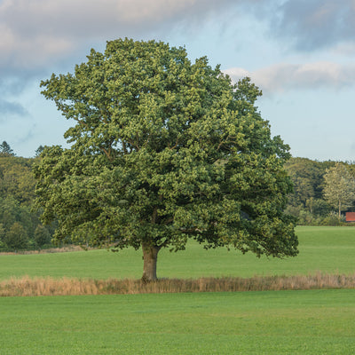 Full grown white oak tree growing in a large grass field against a cloudy blue sky