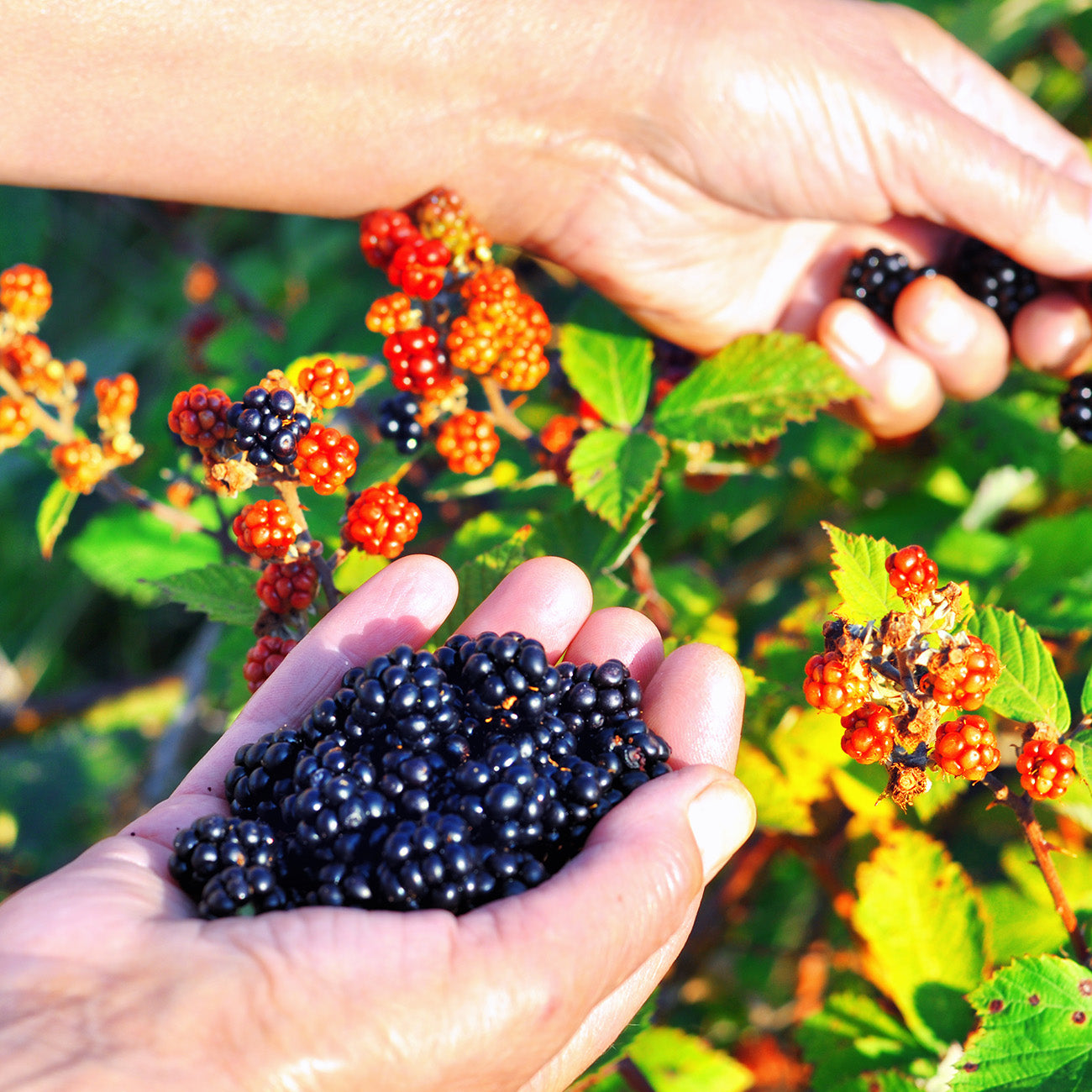 Osage Blackberry Plants for Sale Buy Blackberry Bushes Perfect Plants