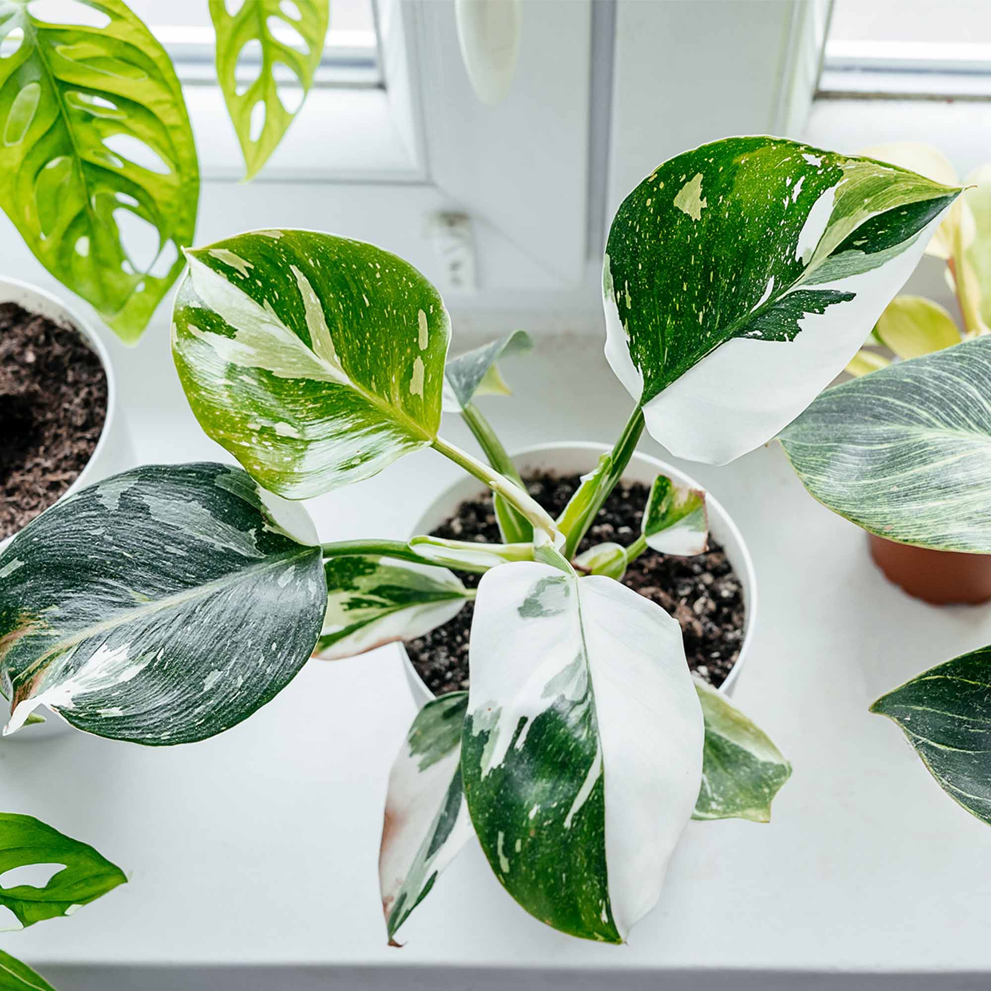 mature philodendron white princess White Princess Philodendron Plant