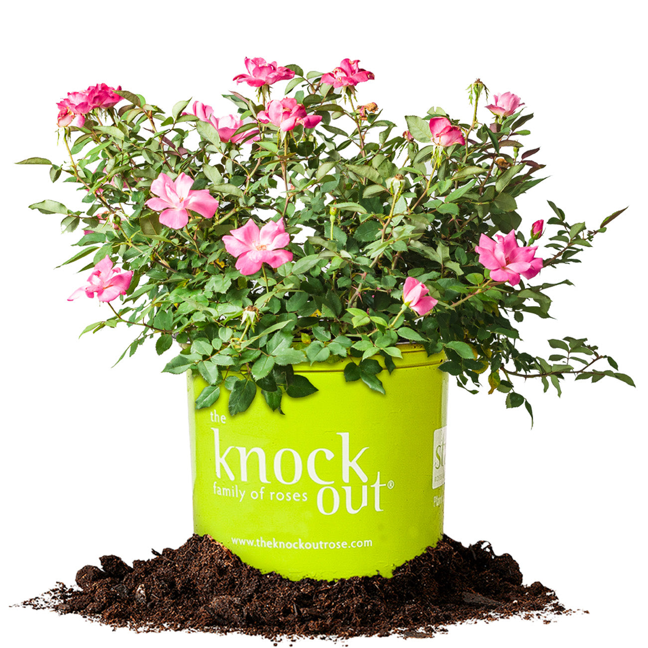 Pink Double Knock Out® — The Knock Out® Family of Roses