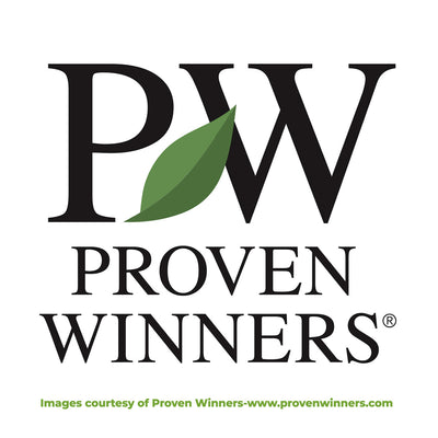 Proven Winners "Pinky Winky" Hydrangea shrub