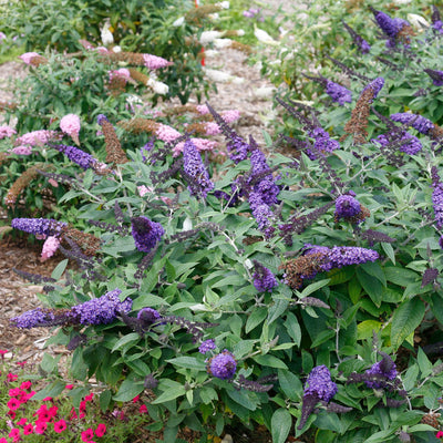 Pugster Blue® Butterfly Bush