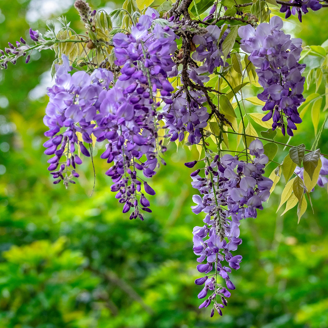 purple flowering vines