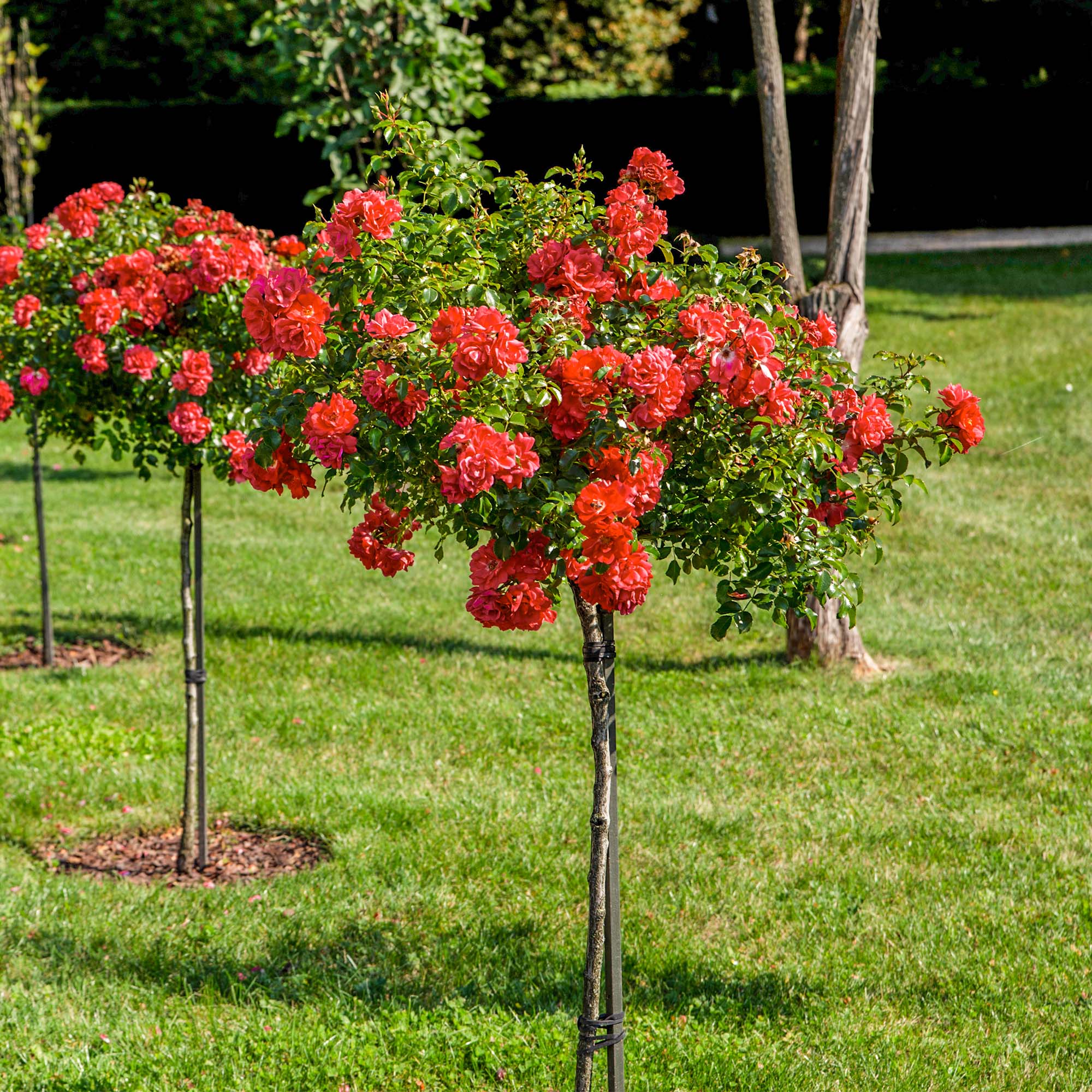 Red Drift® Rose Tree | Shop Red Rose Trees for Sale | Perfect Plants