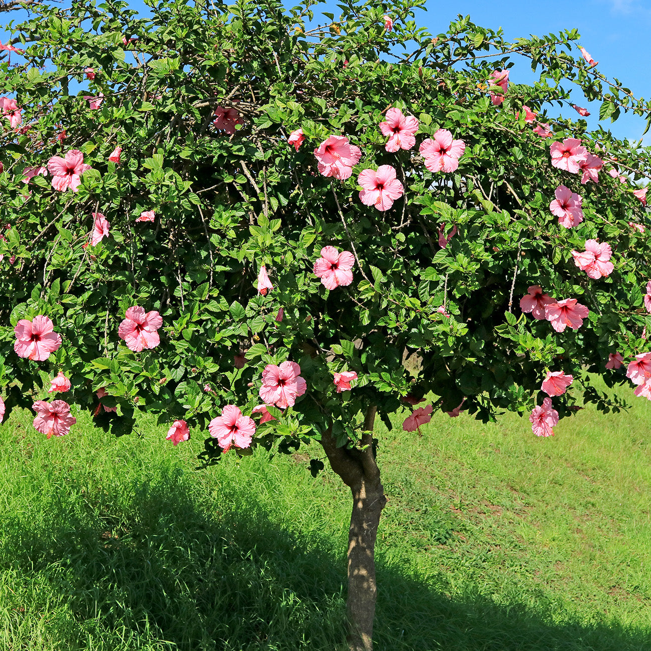 OnlinePlantCenter 3 Gal. Seminole Pink Tropical Hibiscus Flowering Shrub  with Large Single Pink Flowers H949G3 - The Home Depot