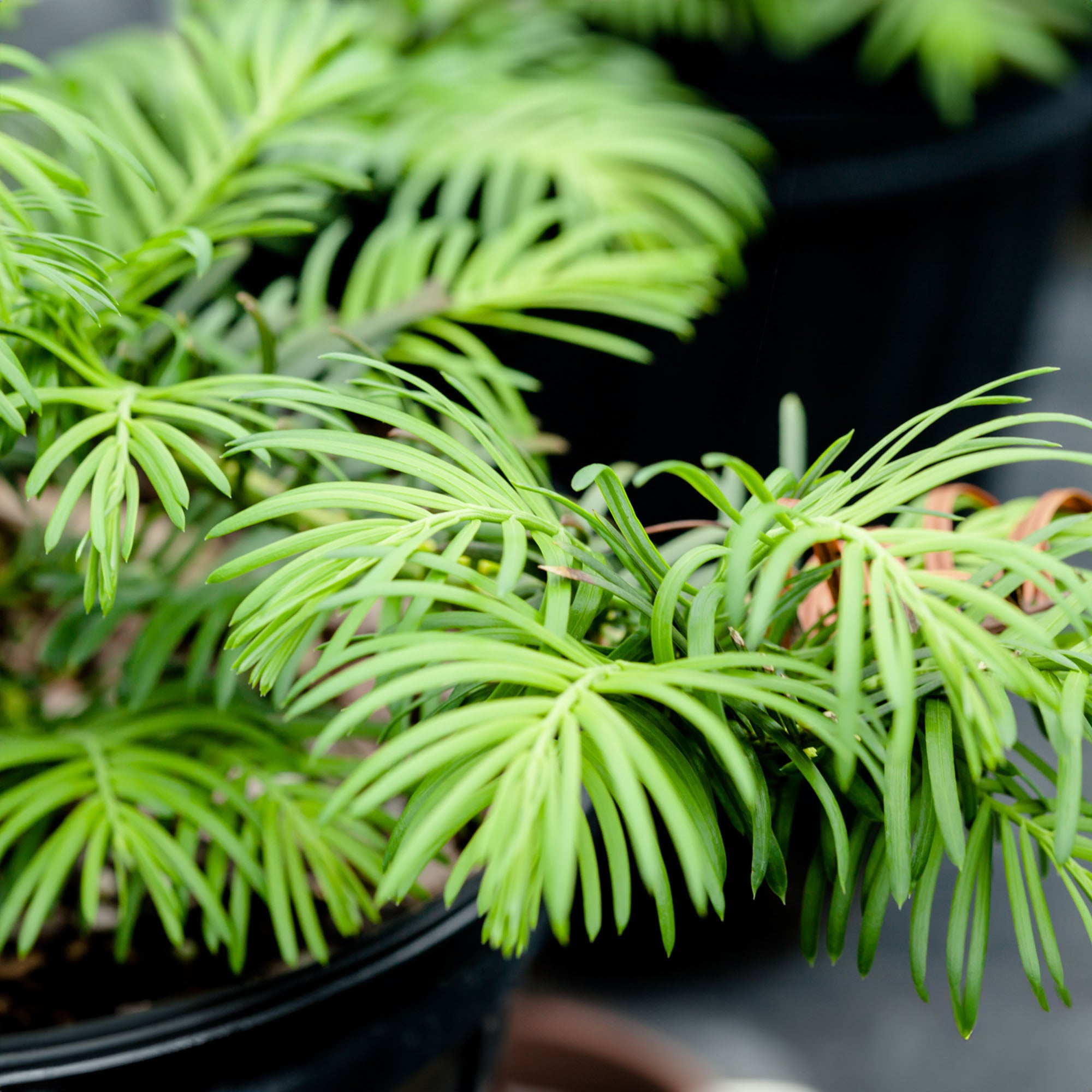 spider web covering yew plant Spreading Yew