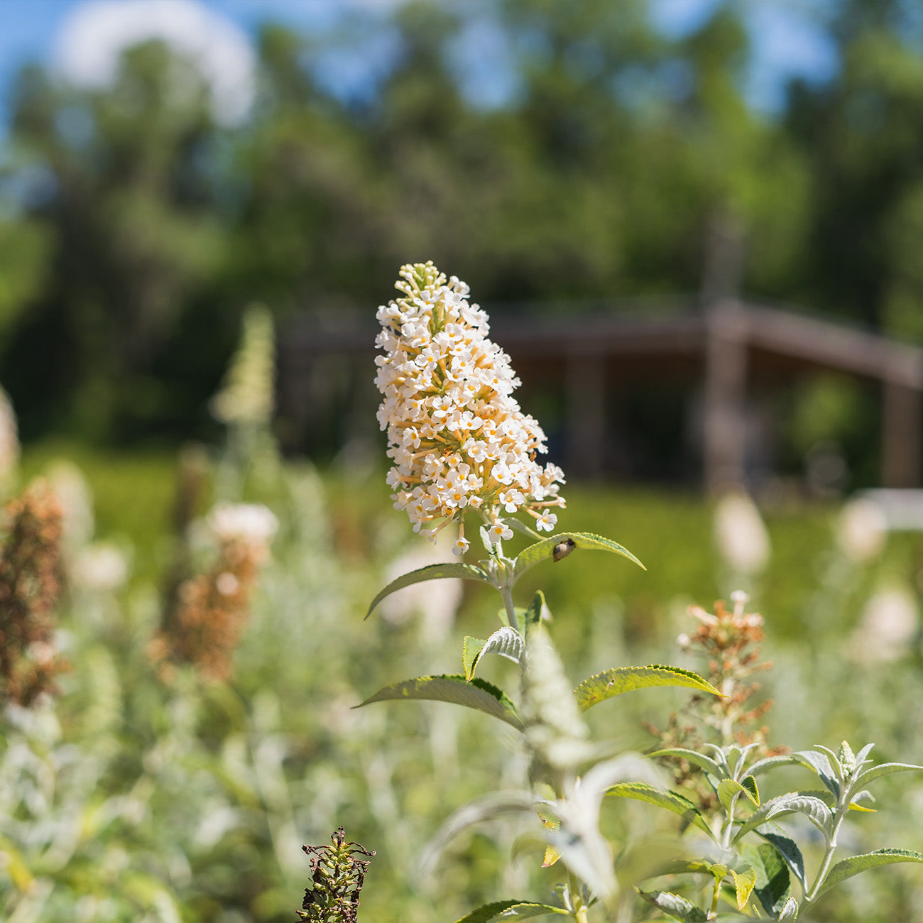 White Profusion Butterfly Bush: A Fragrant Beacon For Pollinators