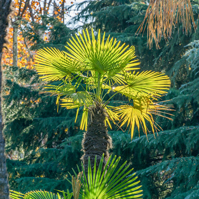 Windmill Palm Tree