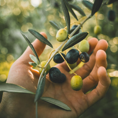 Hand cupping ripe Arbequina Olives on the tree branch