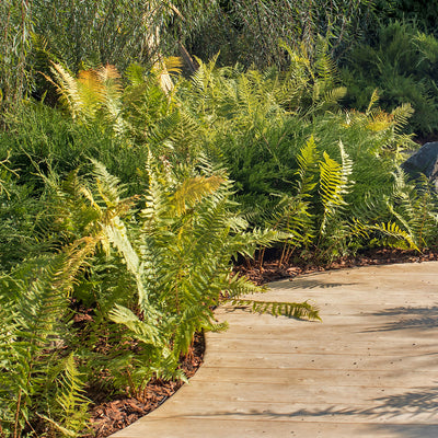 Dryopteris Autumn Fern Shrub