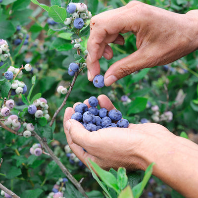 Beckyblue Rabbiteye Blueberry Bush