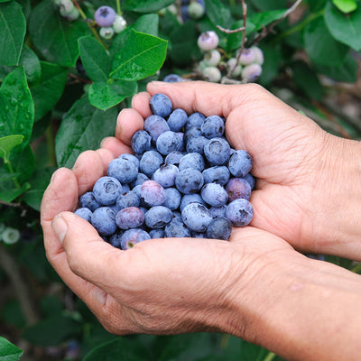 Hands cupping sweet blueberries from 3 different blueberry plant varieties