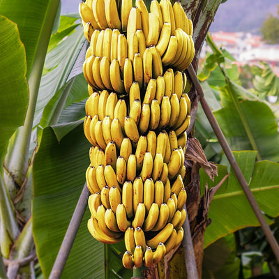 ripe dwarf cavendish banana tree