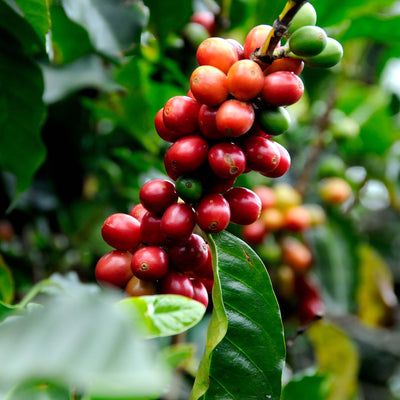 Arabica Coffee Plant