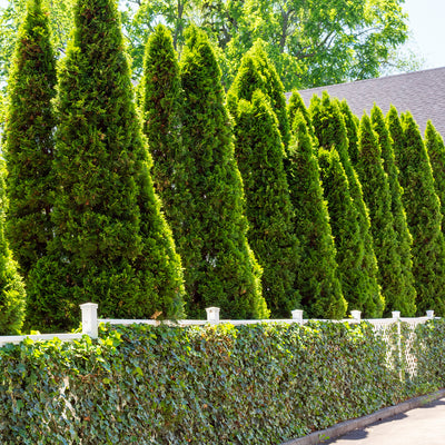 Emerald Green Arborvitae for sale