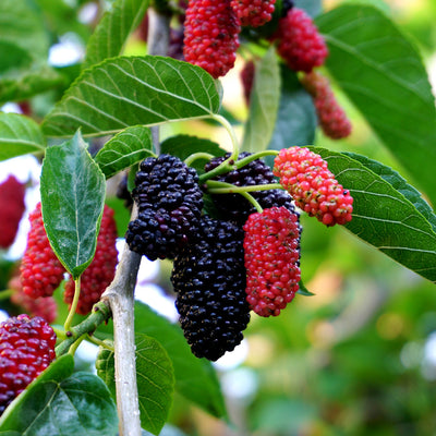 dwarf everbearing mulberry fruit ripening on a tree branch