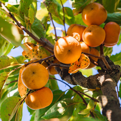Persimmon fruit for sale