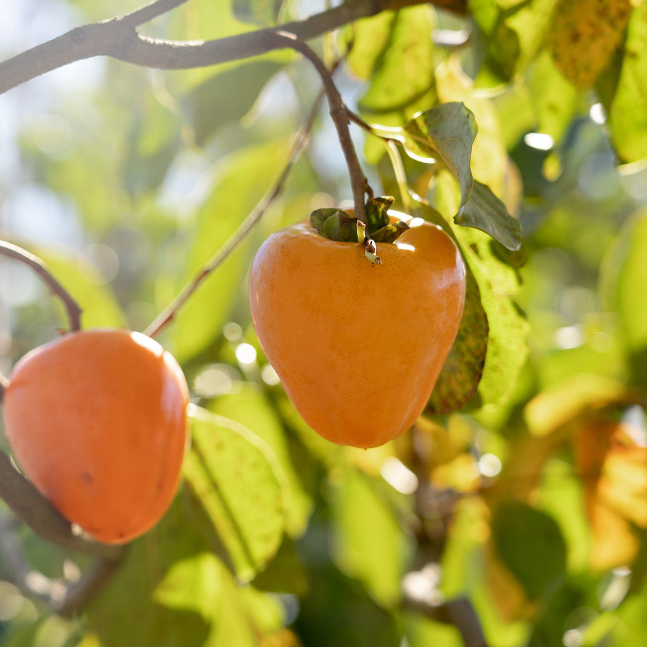Giombo Persimmon Tree for Sale Buy Persimmon Trees Perfect Plants