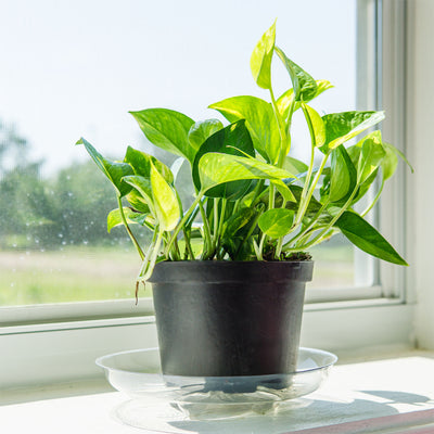 A potted Golden Pothos plant with green and yellow variegated leaves placed on a windowsill inside a room.