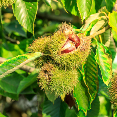 Hybrid American Chestnut growing from branch