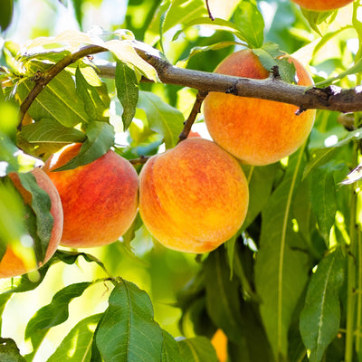 July Prince Peach Tree