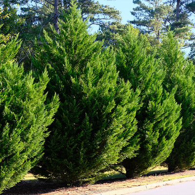 Leyland Cypress Tree